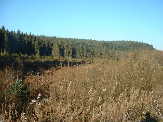 Clocaenog Forest